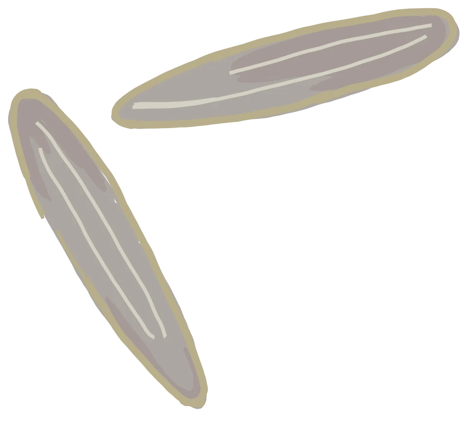 Illustration of the black soldier fly egg stage