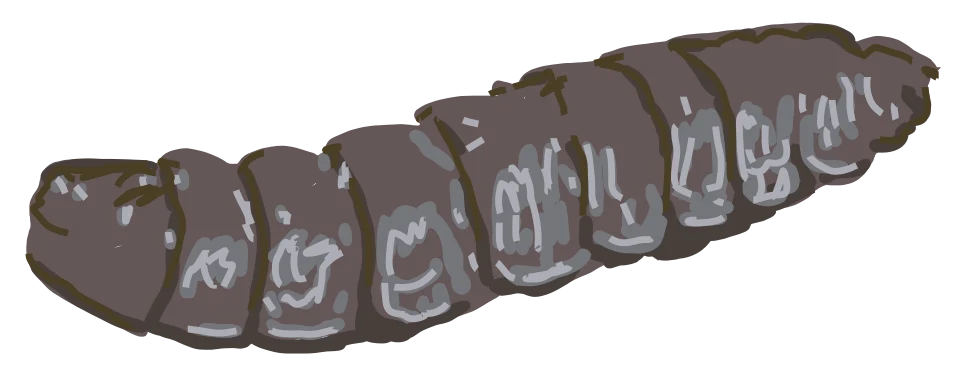 Illustration of the elongated puparium enclosing a black soldier fly pupa